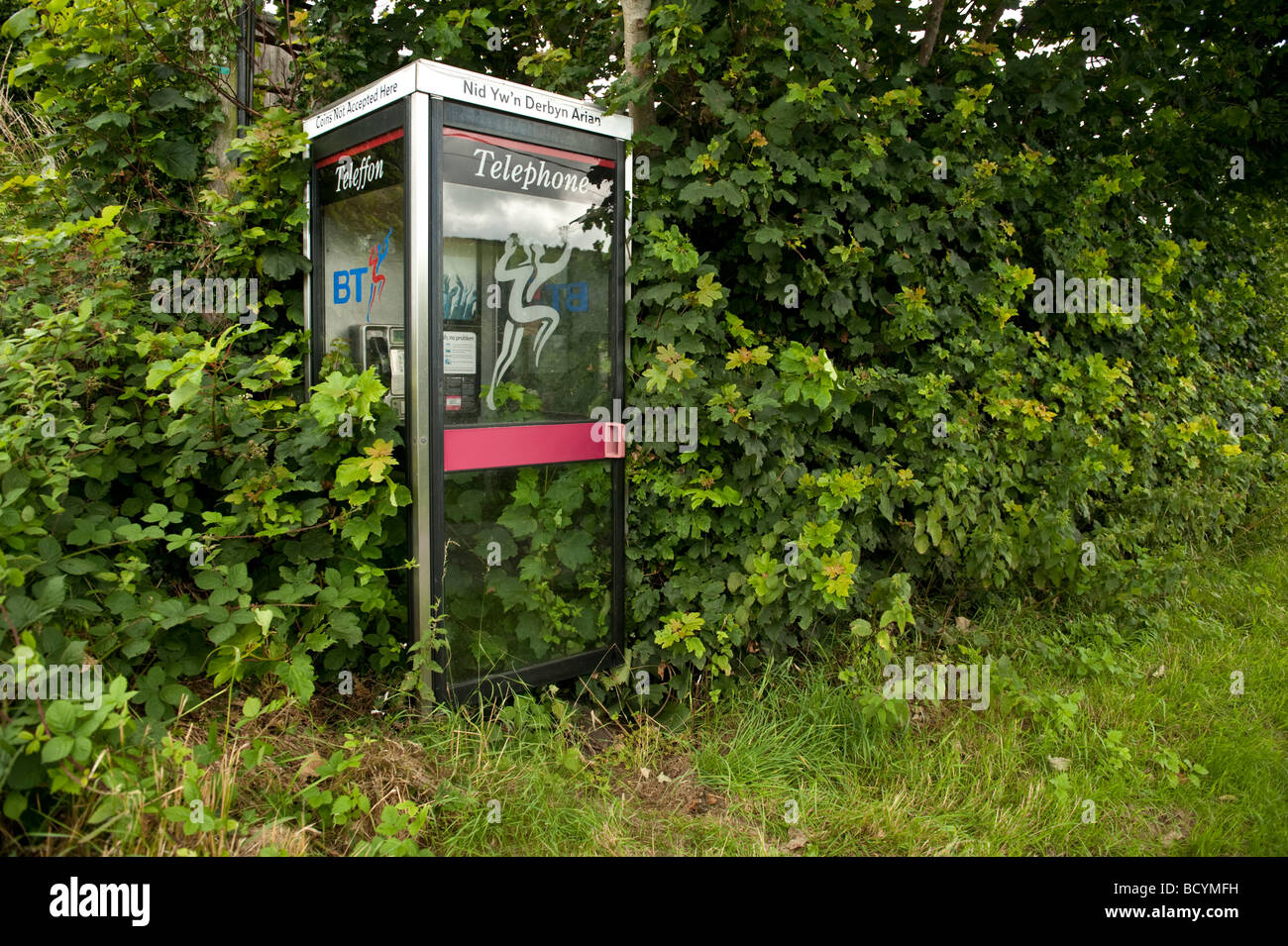 BT British Telecom phone box in rural wales overgrown with weeds and plants UK Stock Photo