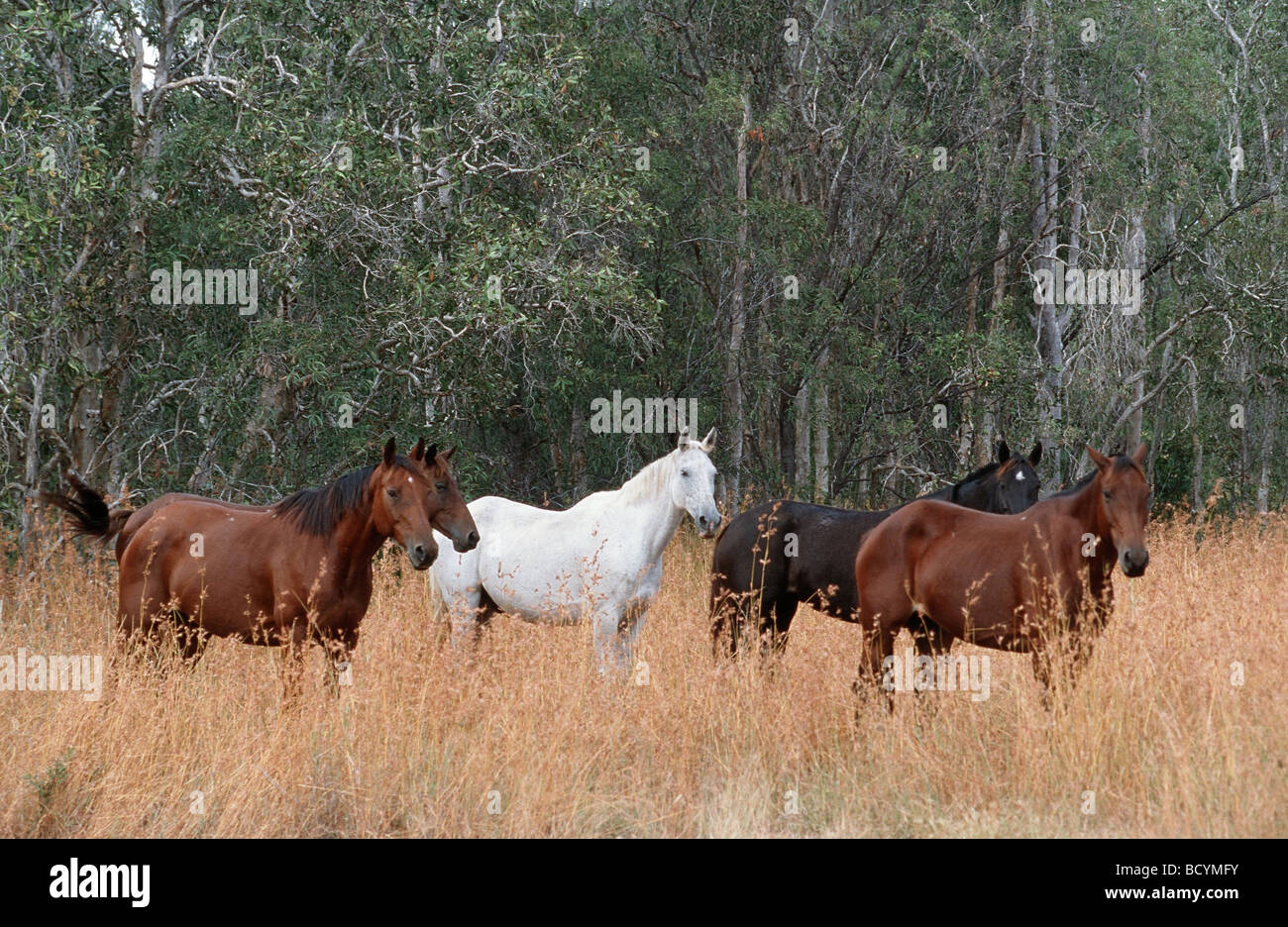 5 Australian Stock Horses Stock Photo Alamy