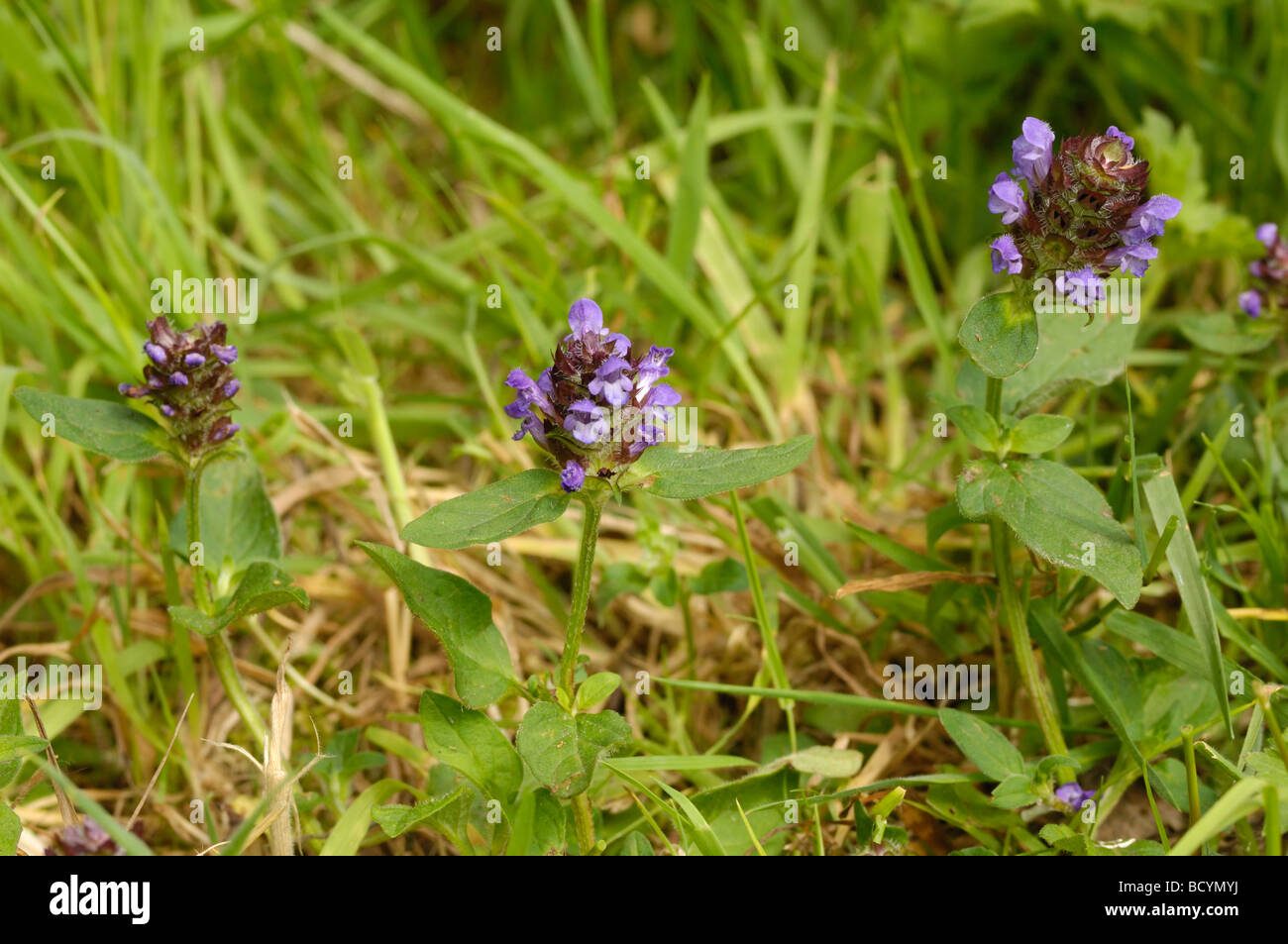 Selfheal, prunella vulgaris, wildflower, Fleet Valley, Dumfries & Galloway, Scotland Stock Photo