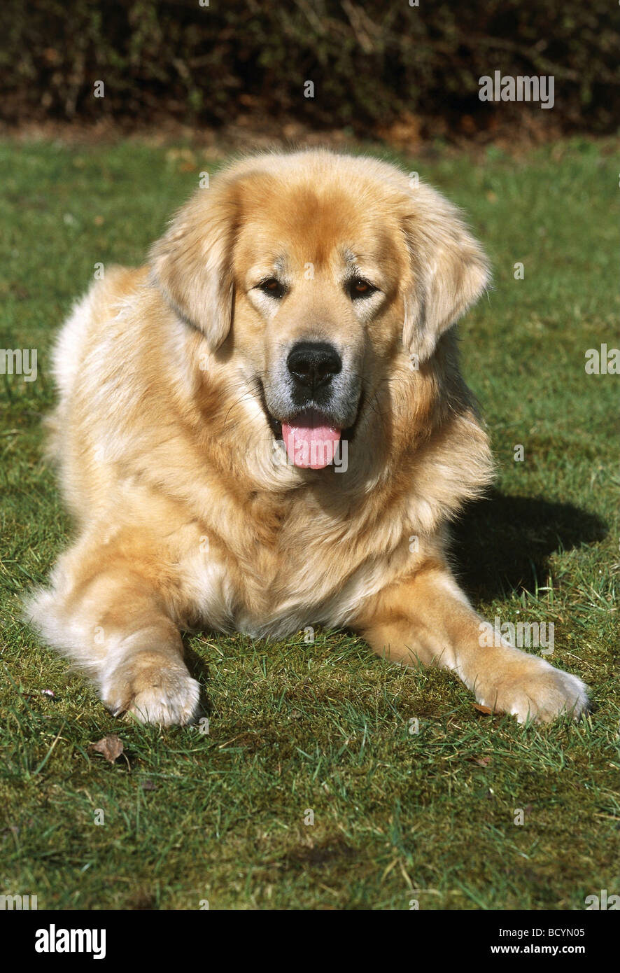 Tibetan mastiff hotsell golden retriever mix