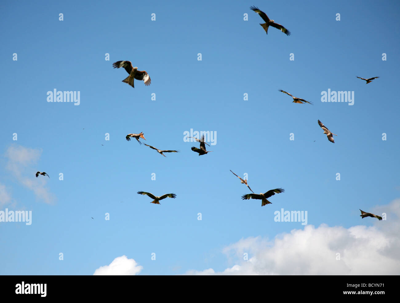 Red Kites flock to feed at The Black Mountain Red Kite Feeding Station