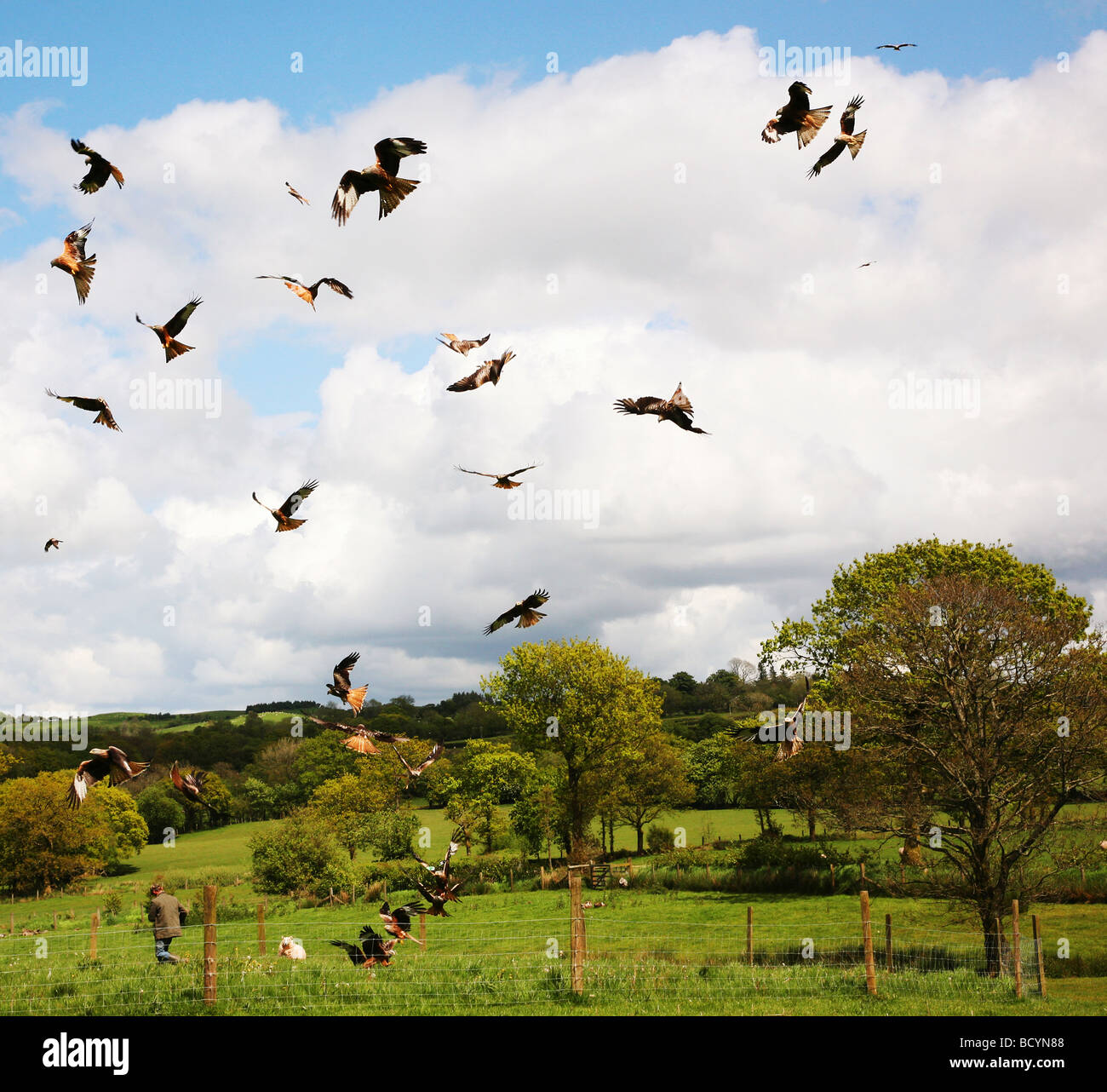 Red Kites flock to feed at The Black Mountain Red Kite Feeding Station