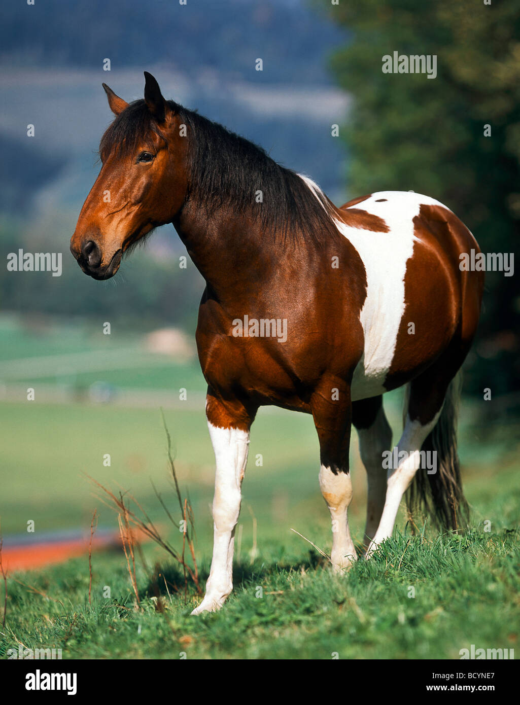 Paint horse / Pinto Stock Photo Alamy