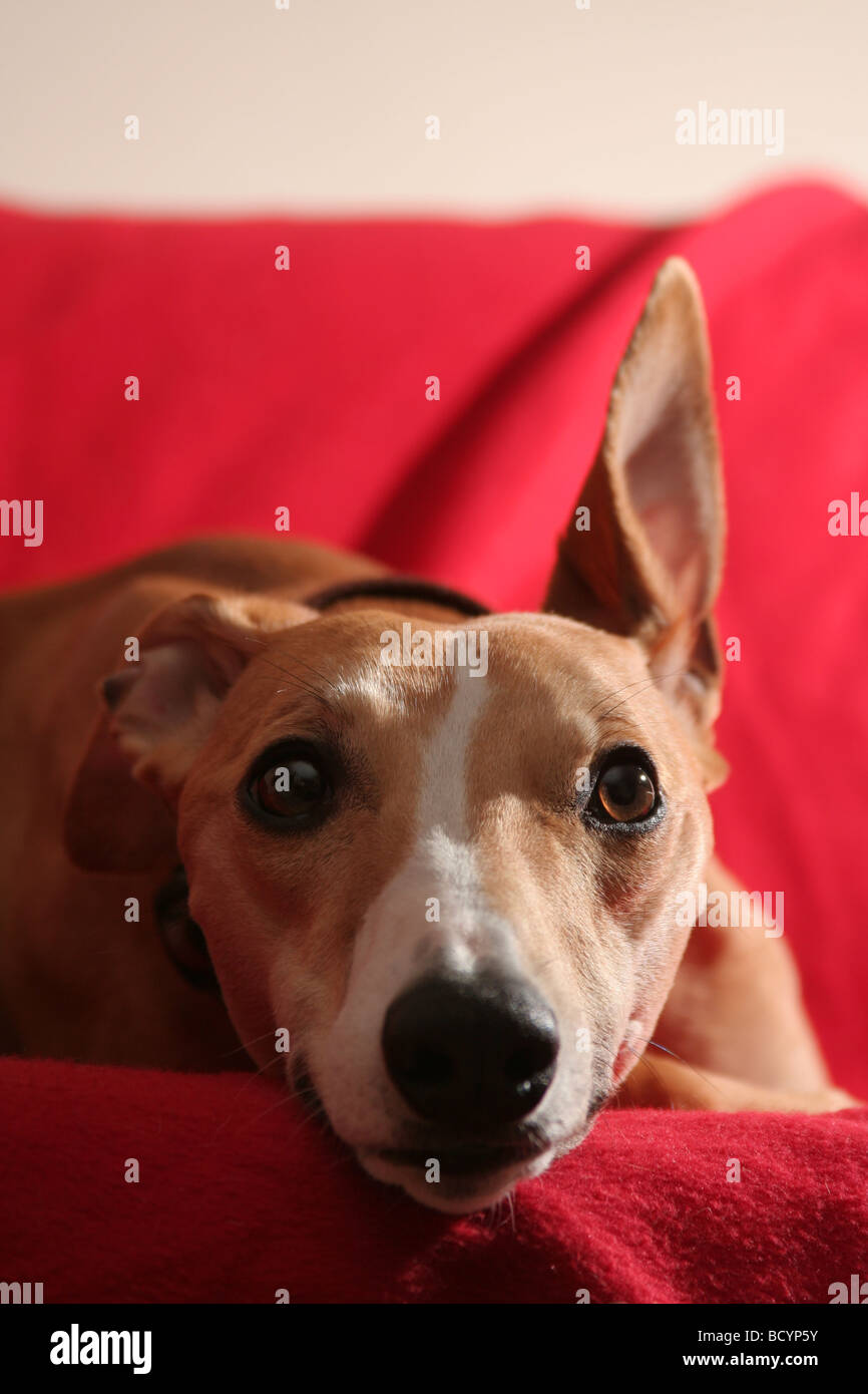 Whippet with ears up hi-res stock photography and images - Alamy