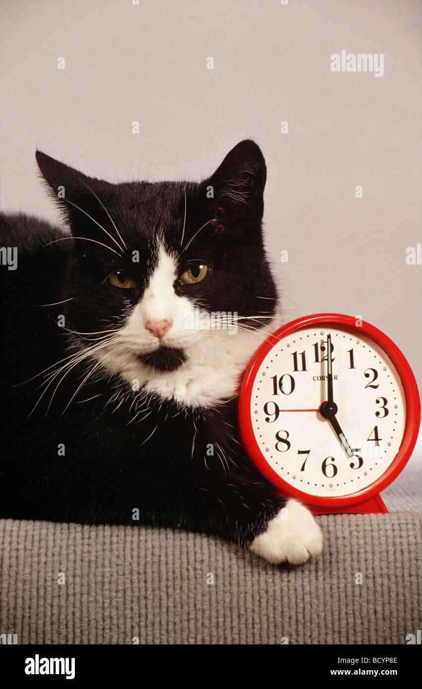 cat lying next to an alarm-clock Stock Photo - Alamy