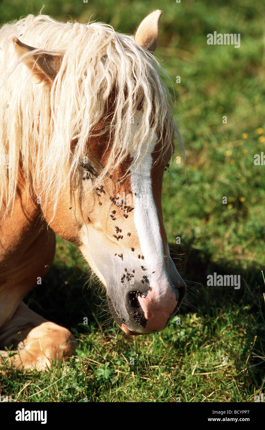 Haflinger horse molested by flies Stock Photo