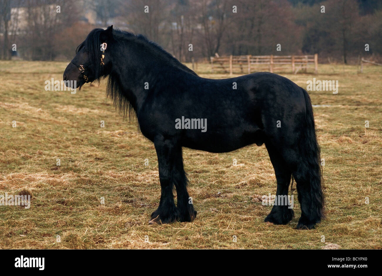 Fell Pony. Stallion standing Stock Photo