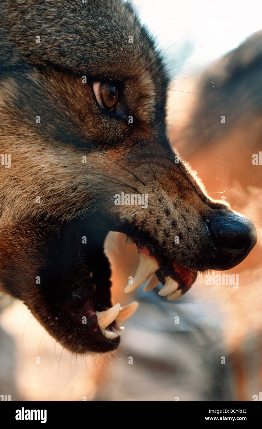 Gray wolf (Canis lupus) baring its teeth Stock Photo