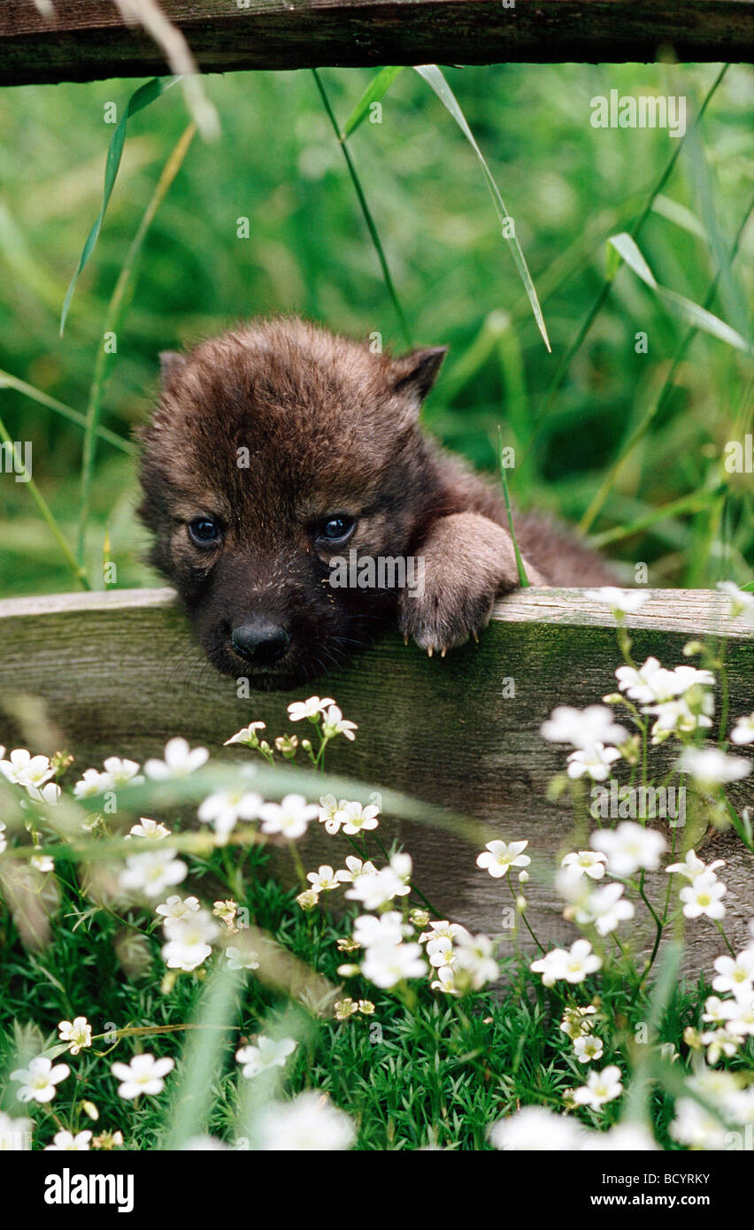 Wolf paw pads hi-res stock photography and images - Alamy