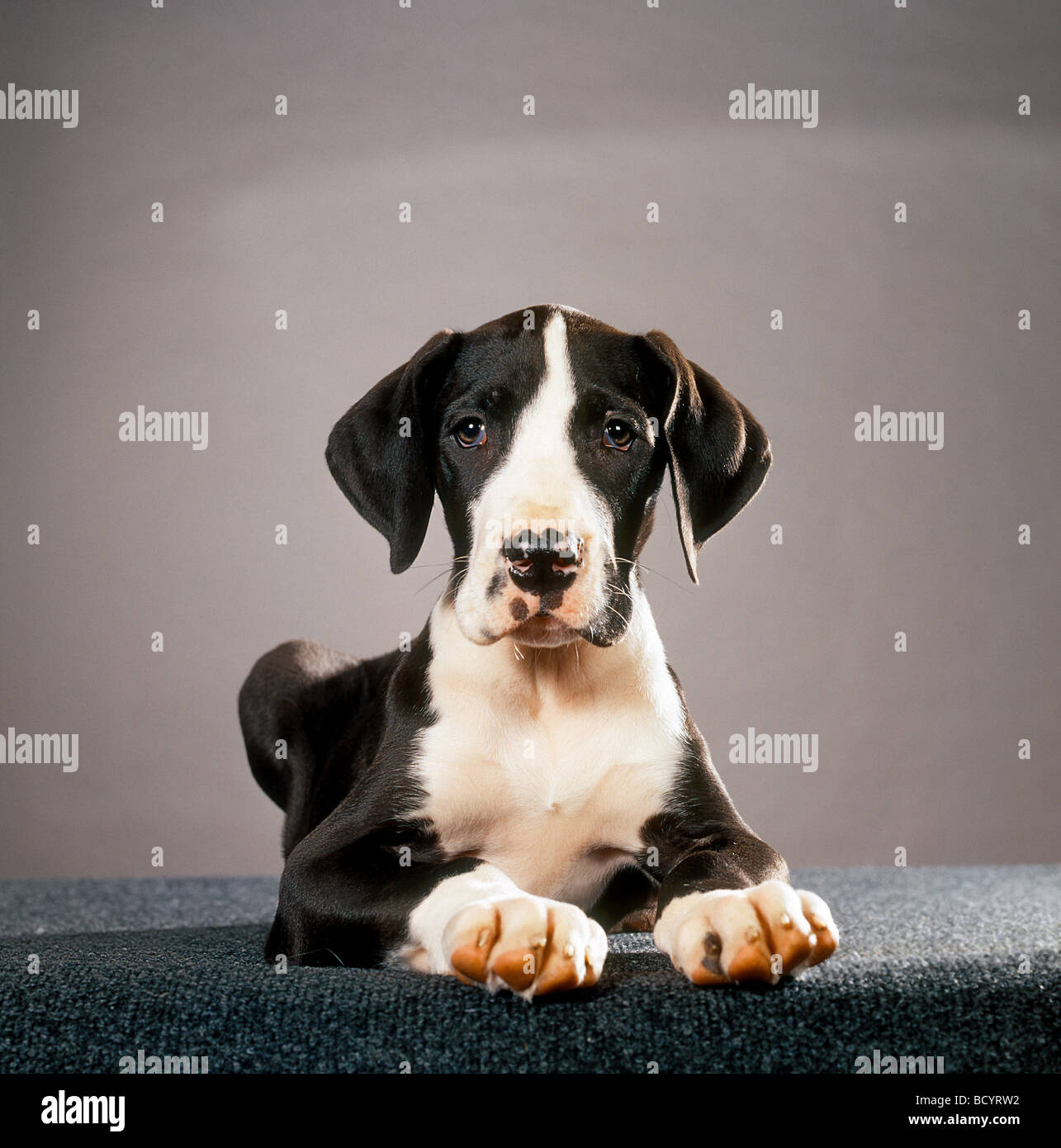 Great Dane. Puppy lying, Studio picture against a grey background Stock Photo