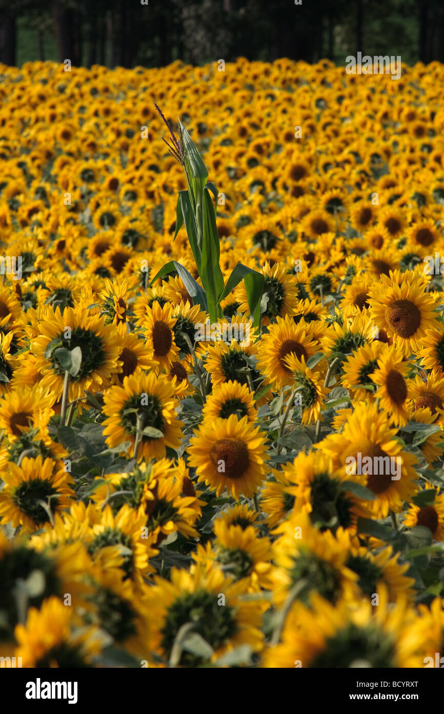 A lone corn stalk pokes above a sea of sunflower blooms Stock Photo