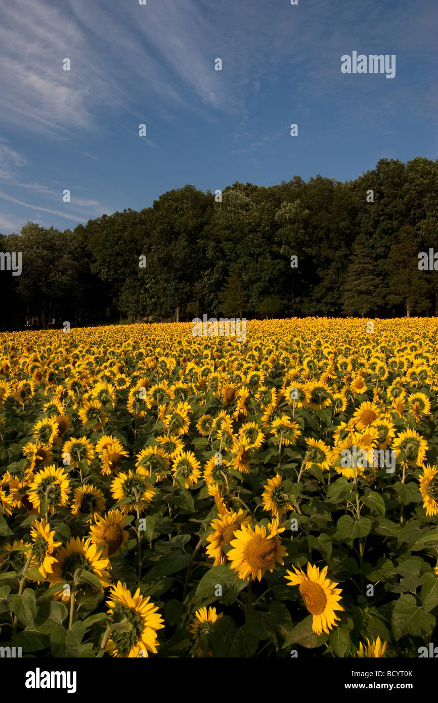 A field of sunflowers under a blue sky with whispy clouds Stock Photo ...