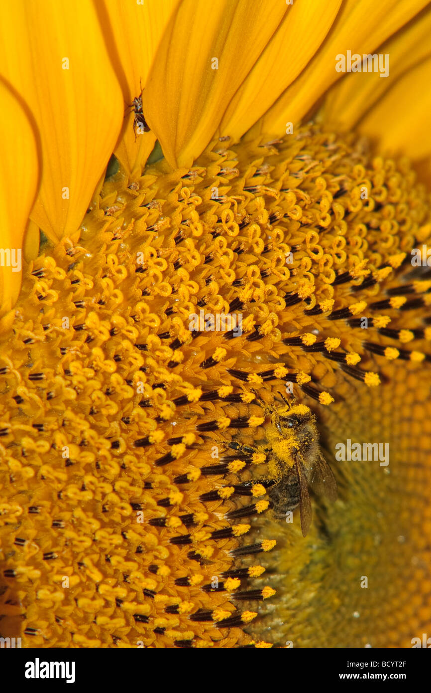 Sunflower bee gathering pollen on hi-res stock photography and images ...
