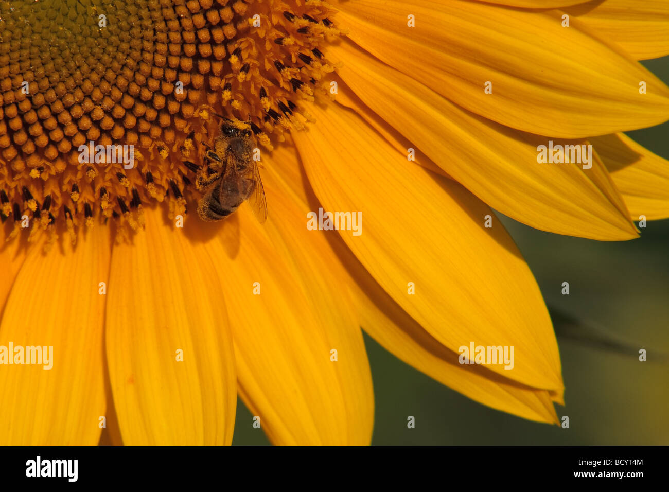 A bee gathering pollen on a sunflower bloom Stock Photo - Alamy