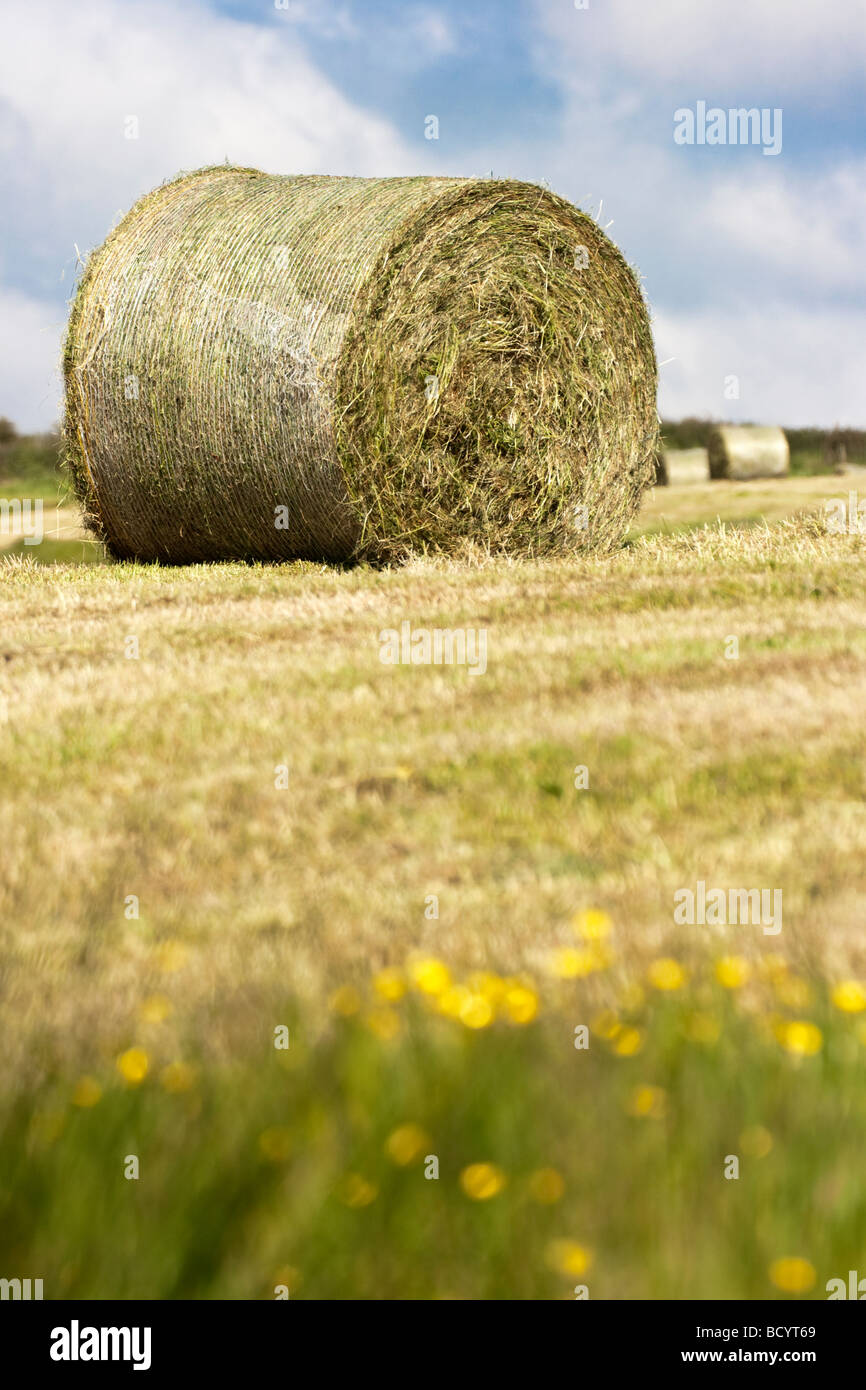 Single Bale Through Buttercups Stock Photo