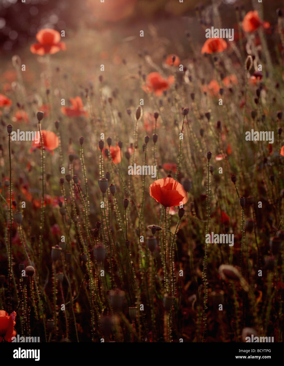 Field of poppies Stock Photo - Alamy