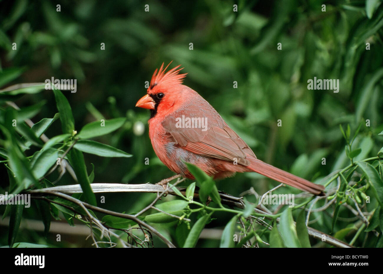 common cardinal / Cardinalis cardinalis Stock Photo