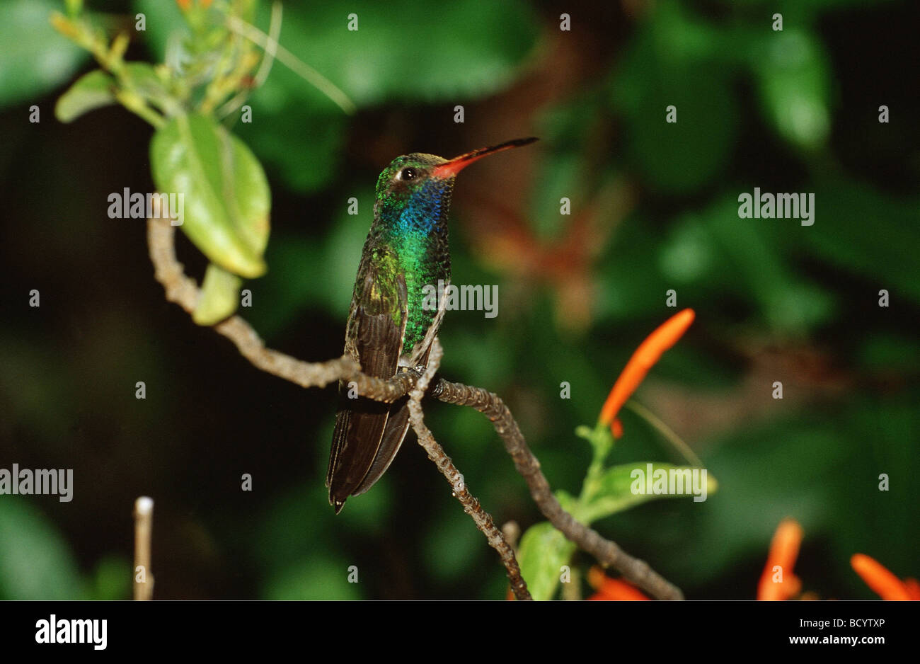 magnificent hummingbird / Eugenes fulgens Stock Photo