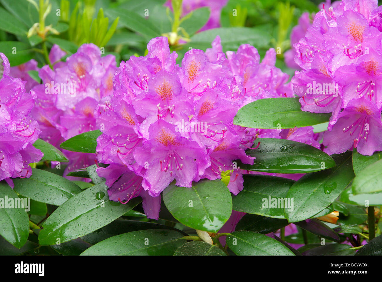 Pink Rhododendrum Pink rhododendron plant hi-res stock photography and images - Alamy