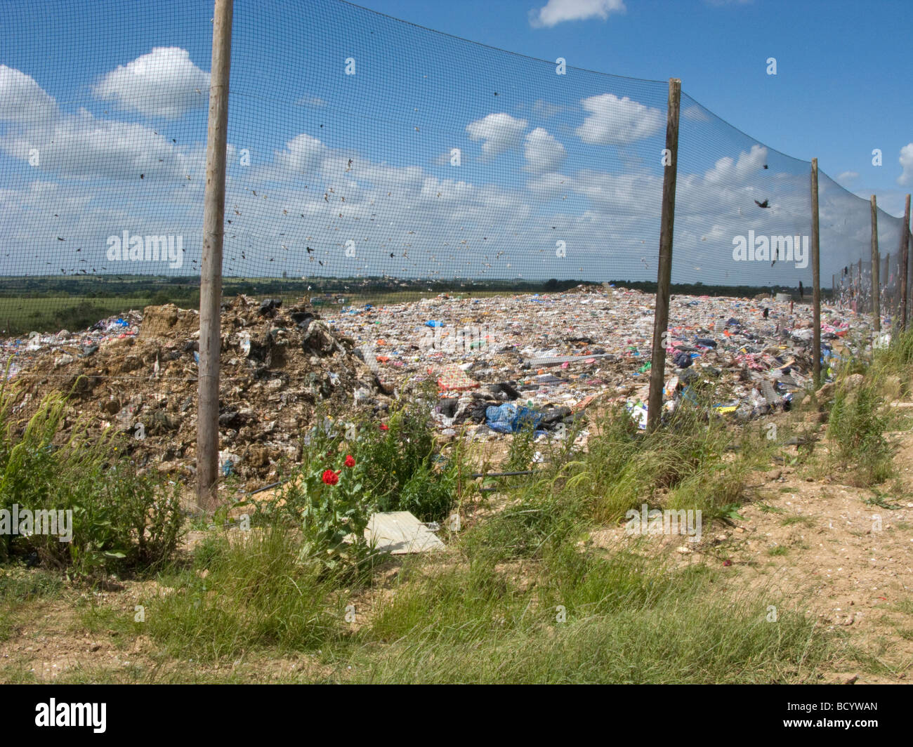 Birds congregate at a landfill site, Hertfordshire, UK Stock Photo