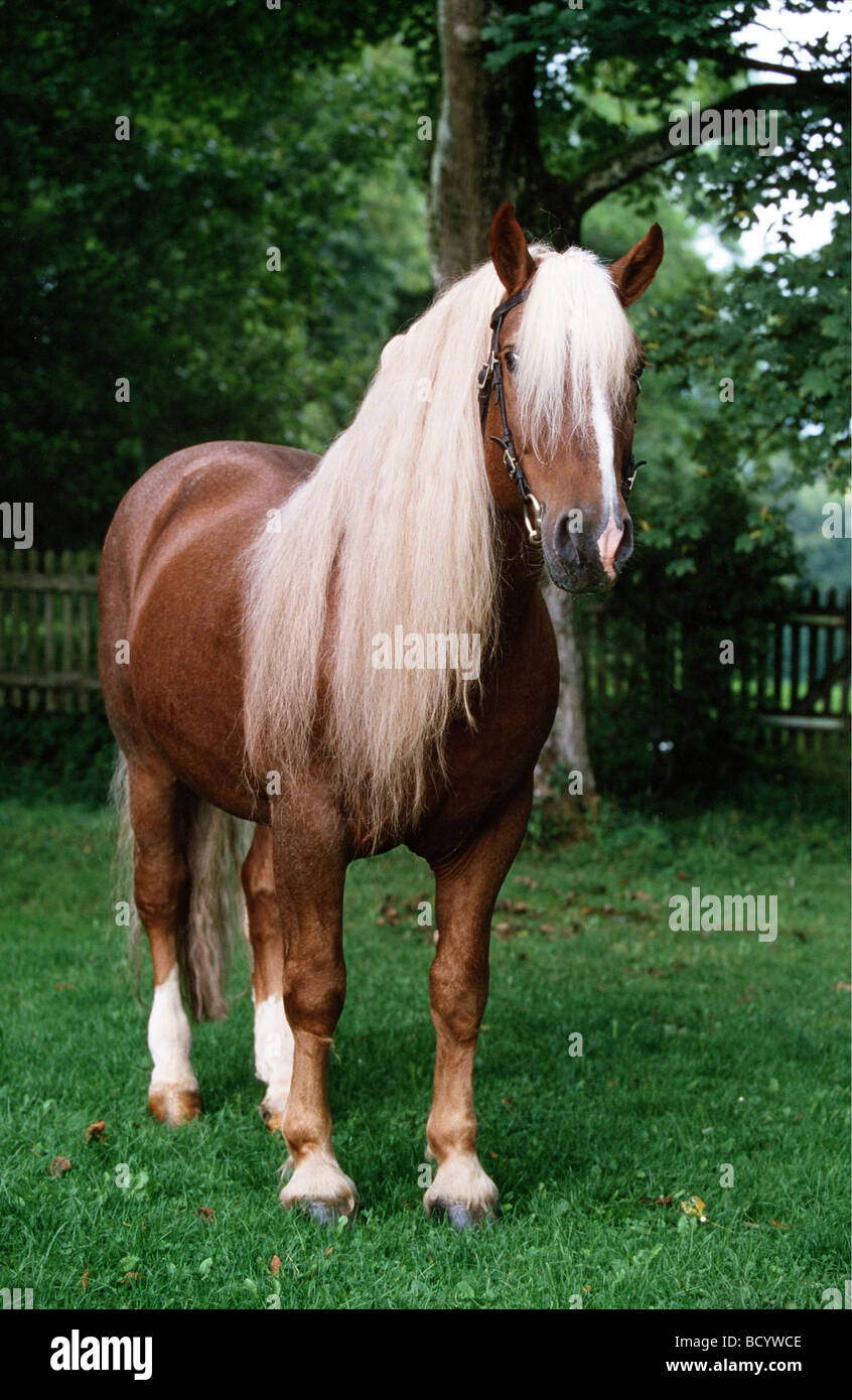 cold blooded horse Stock Photo - Alamy