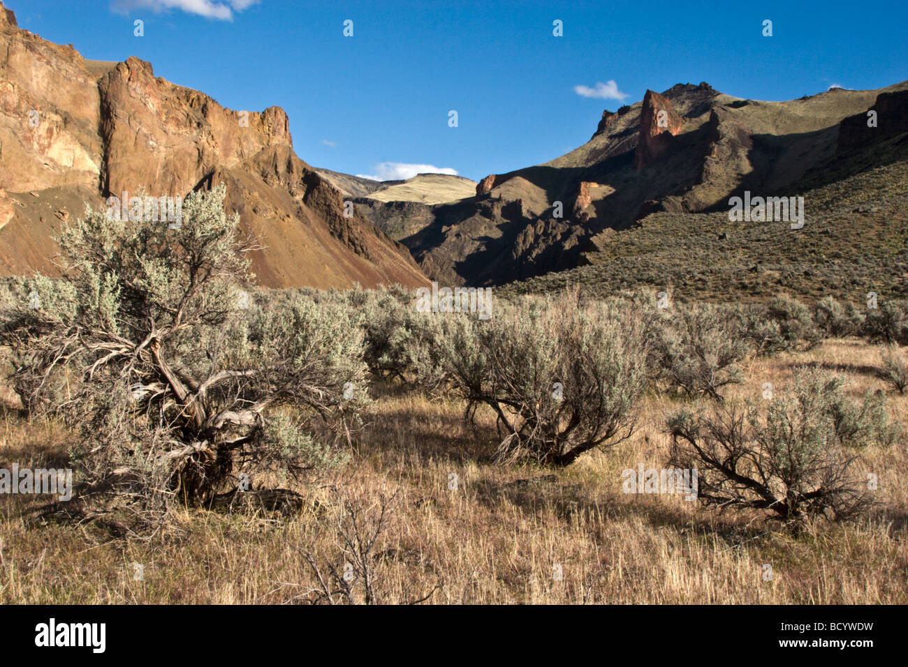 SAGE growing in the wild and scenic OWYHEE RIVER gorge EASTERN OREGON Stock Photo