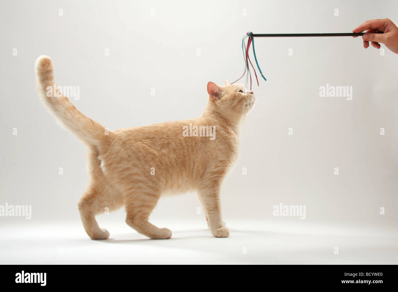 British Shorthair Cat cream toy Stock Photo