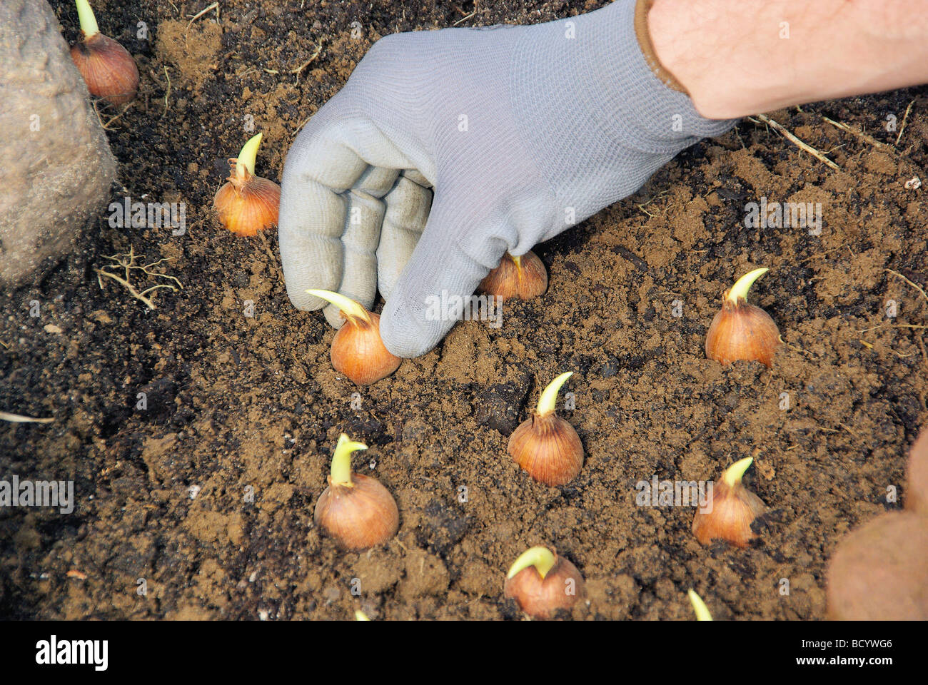 Zwiebel Stecken Bulb Planting 14 Stock Photo 25198998 Alamy