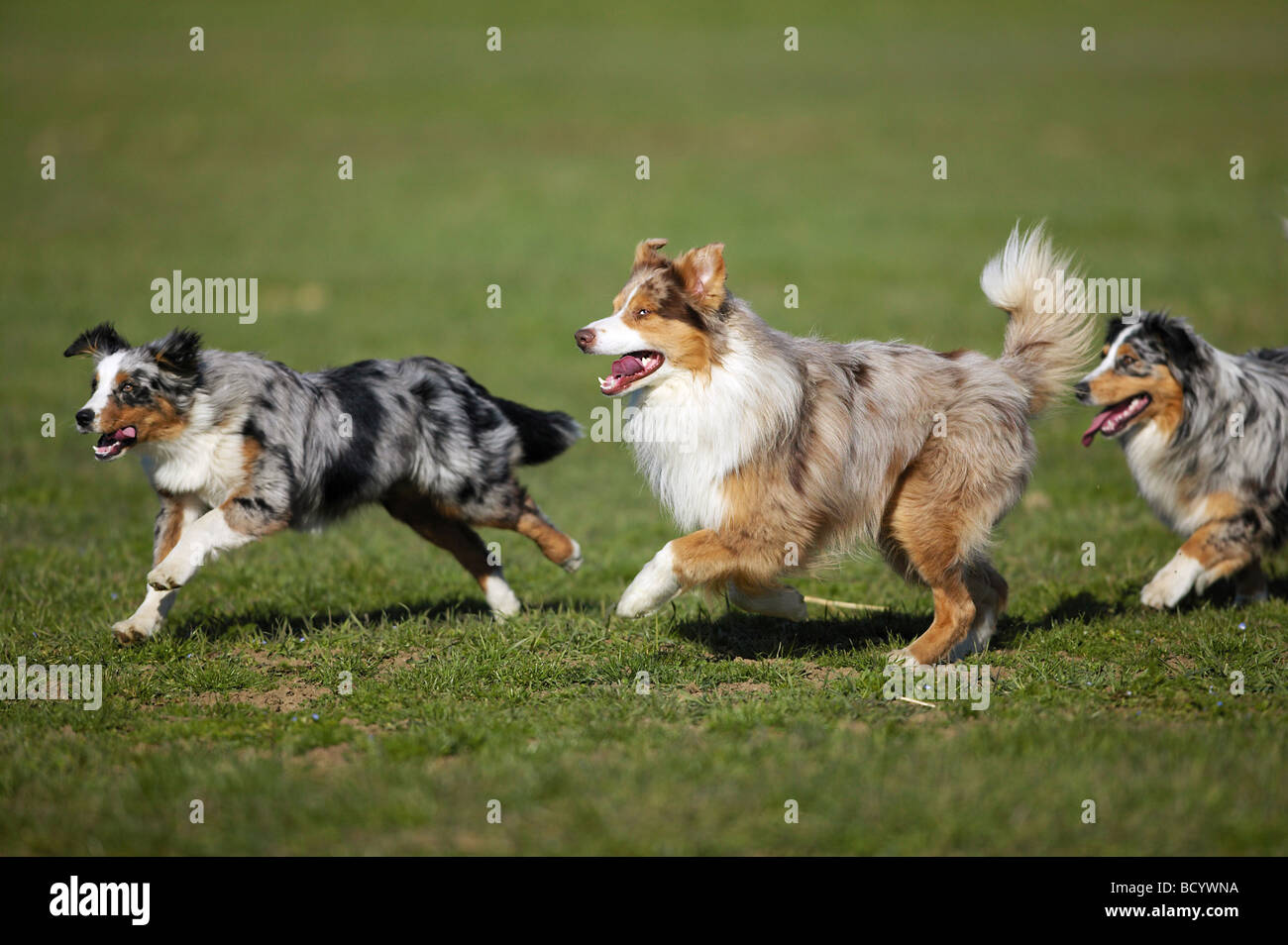 Australian rushes hi-res stock photography and images - Alamy