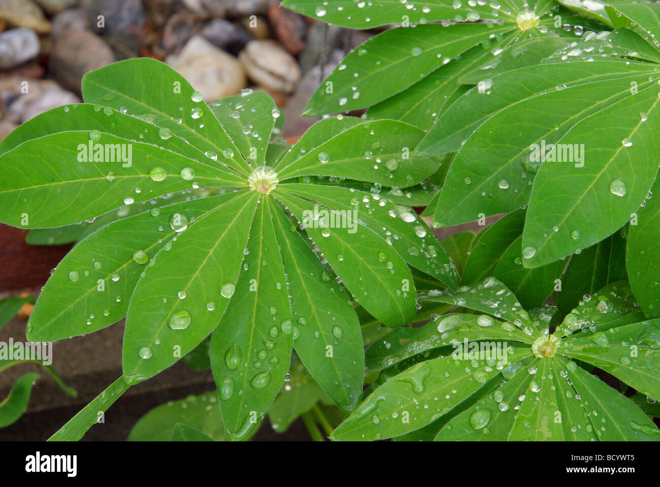 Lupine Blatt lupin leaf 02 Stock Photo