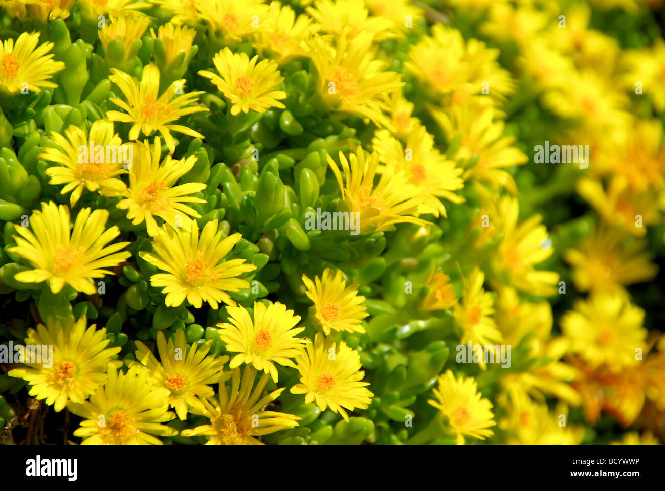 Mittagsblume Gelb Delosperma yellow 03 Stock Photo