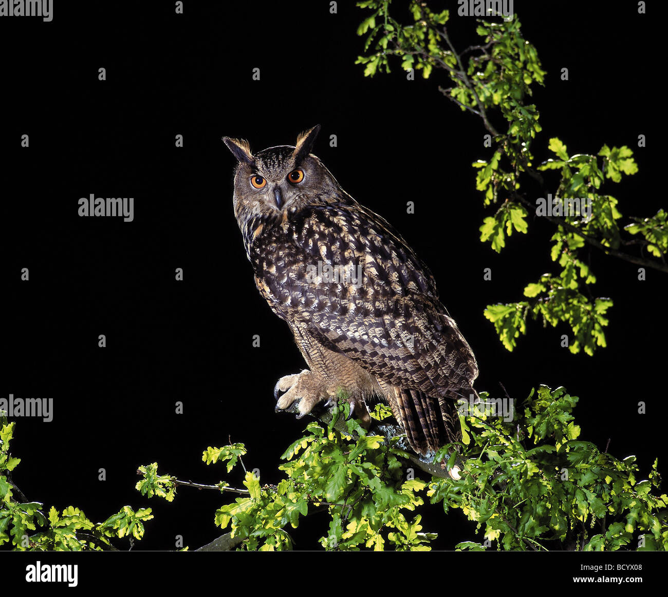 eagle owl / Bubo bubo Stock Photo