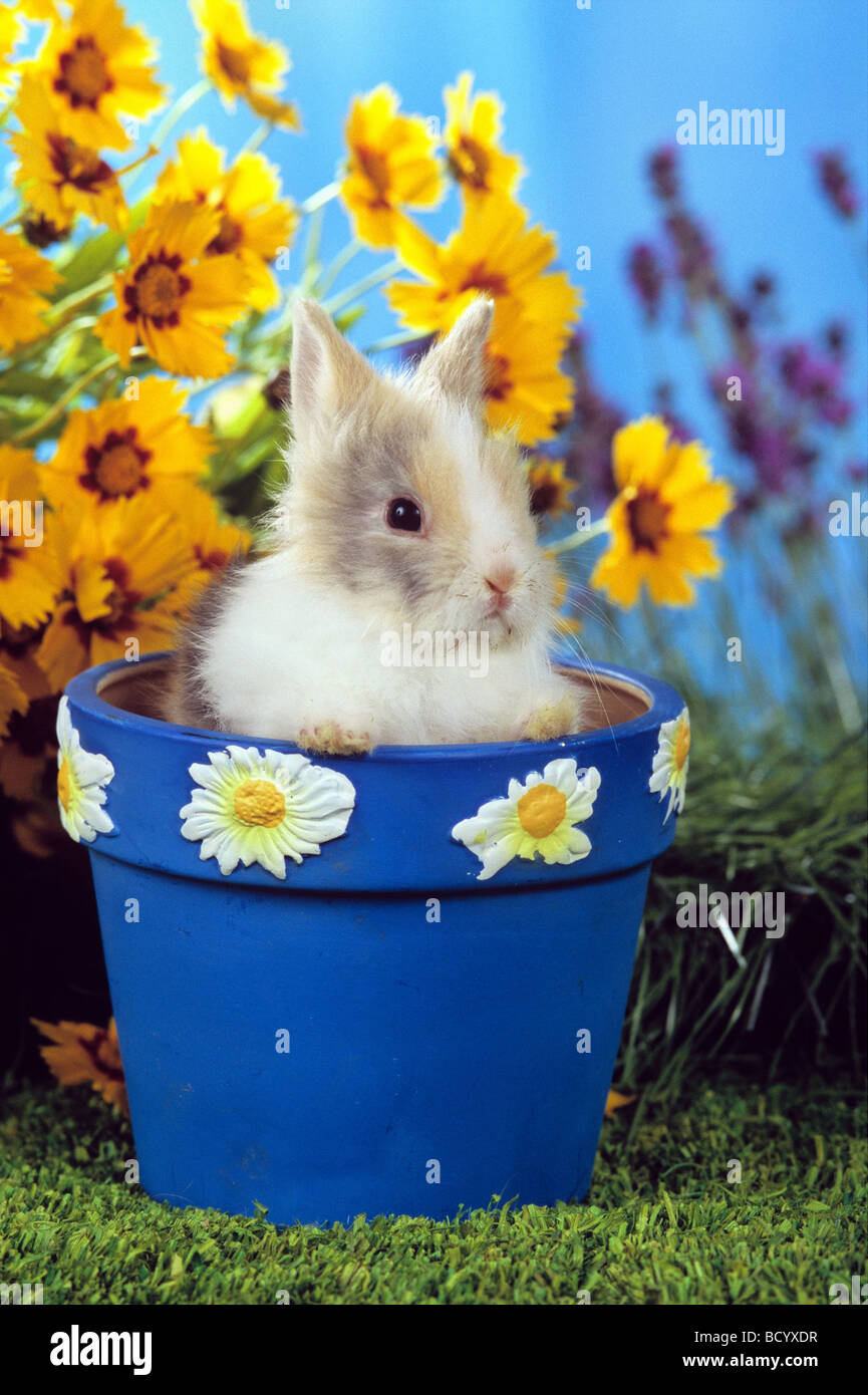 young pygmy rabbit in flowerpot / Sylilagus idahoensis / Brachylagus idahoensis Stock Photo