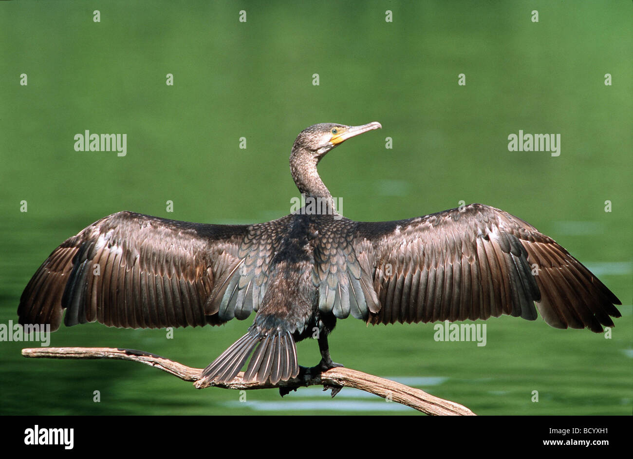 Cormorant spread its wings / Phalacrocorax carbo Stock Photo