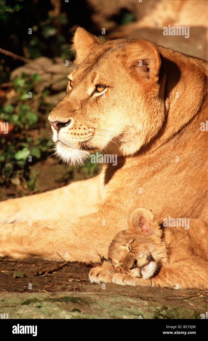 lion with sleeping cub / Panthera leo Stock Photo - Alamy