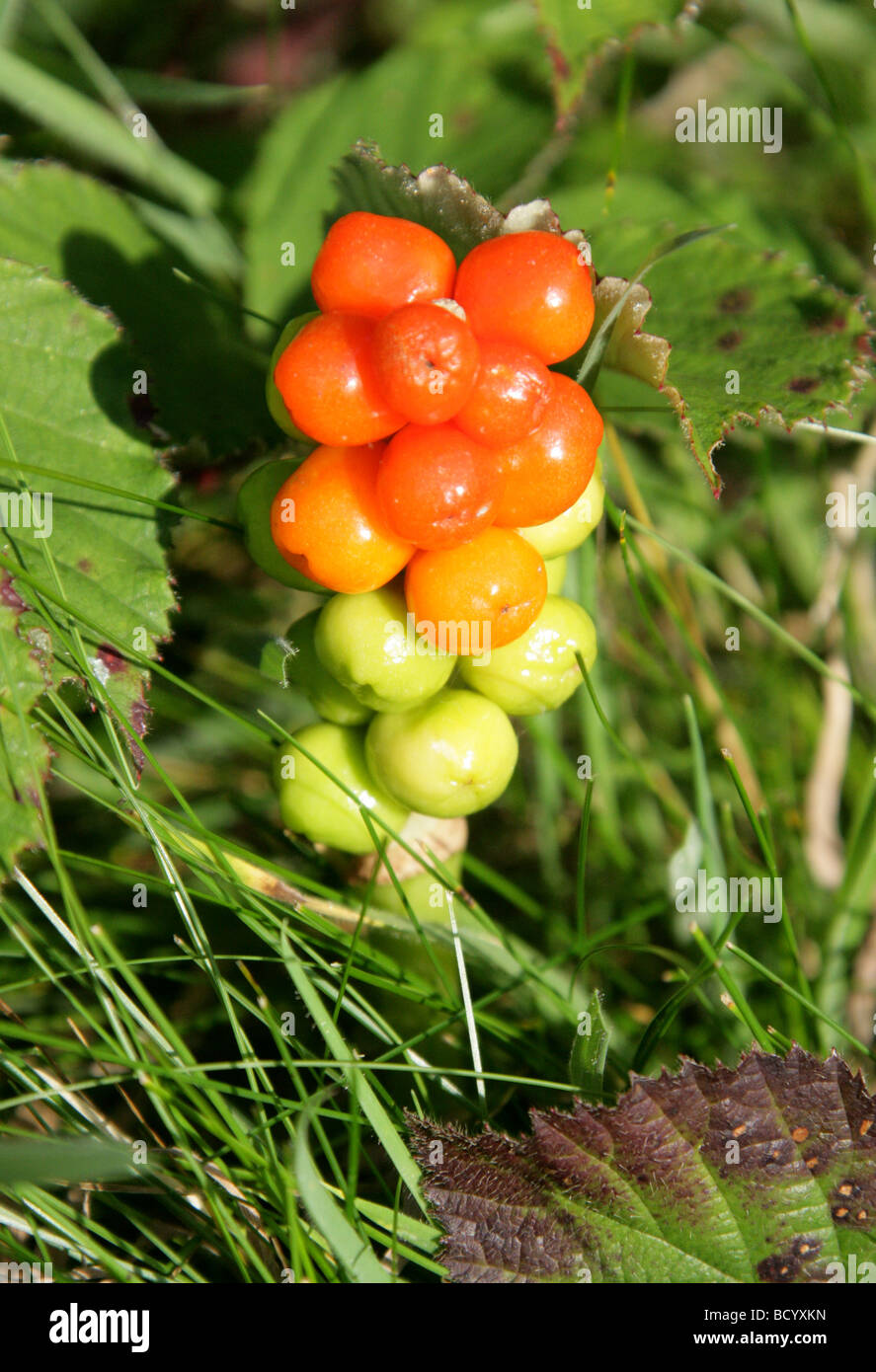 Cuckoo Pint, Arum maculatum, Araceae. Also Known as Lords and Ladies, Cuckoo Pintle and Wake Robin. Stock Photo