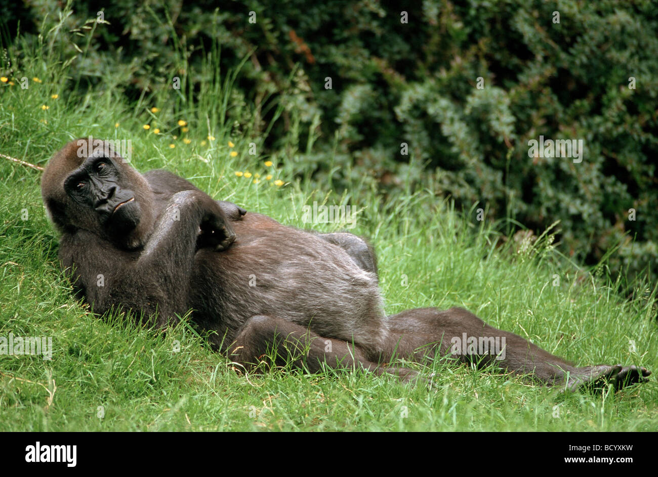 Gorilla gorilla gorilla / lowland gorilla lying Stock Photo