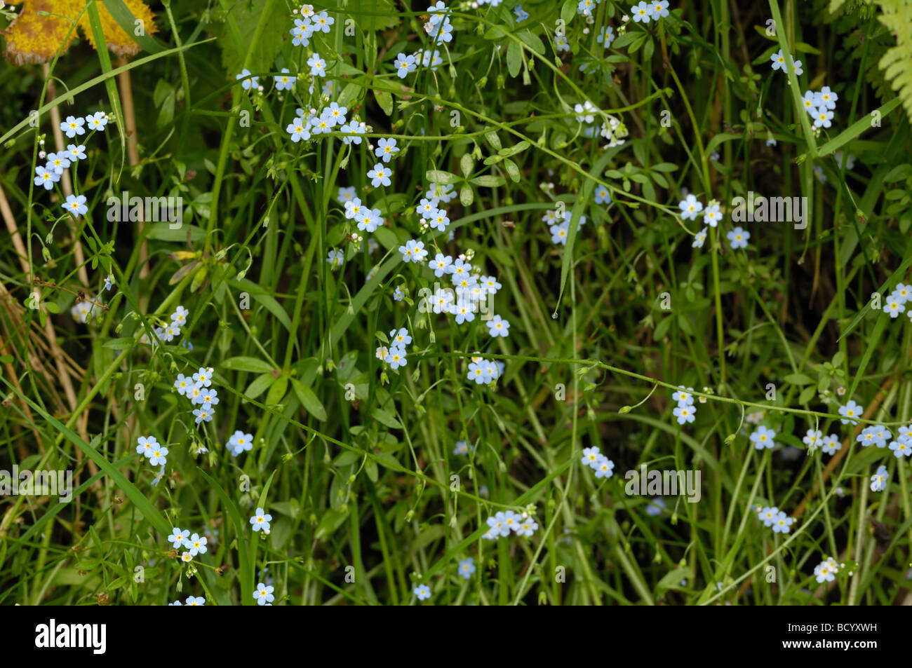 Creeping Forget-me-not, myosotis secunda, wildflower, Fleet Valley, Dumfries & Galloway, Scotland Stock Photo