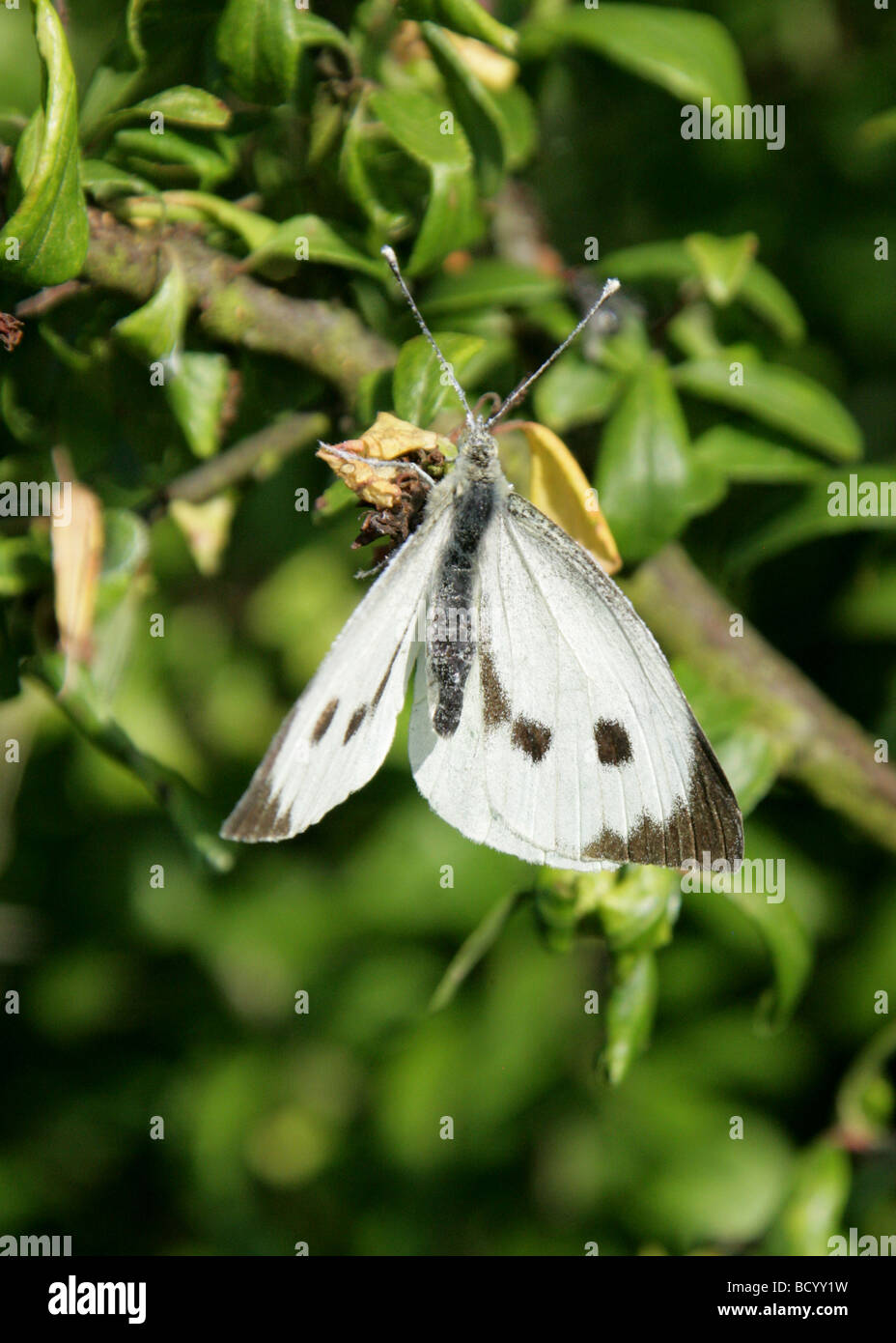 Female cabbage butterfly hires stock photography and images Alamy