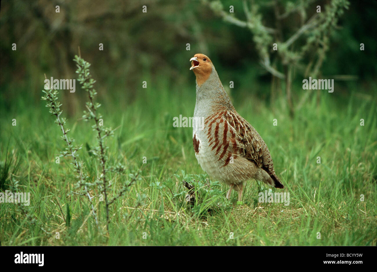 grey partridge - male - crying Stock Photo - Alamy