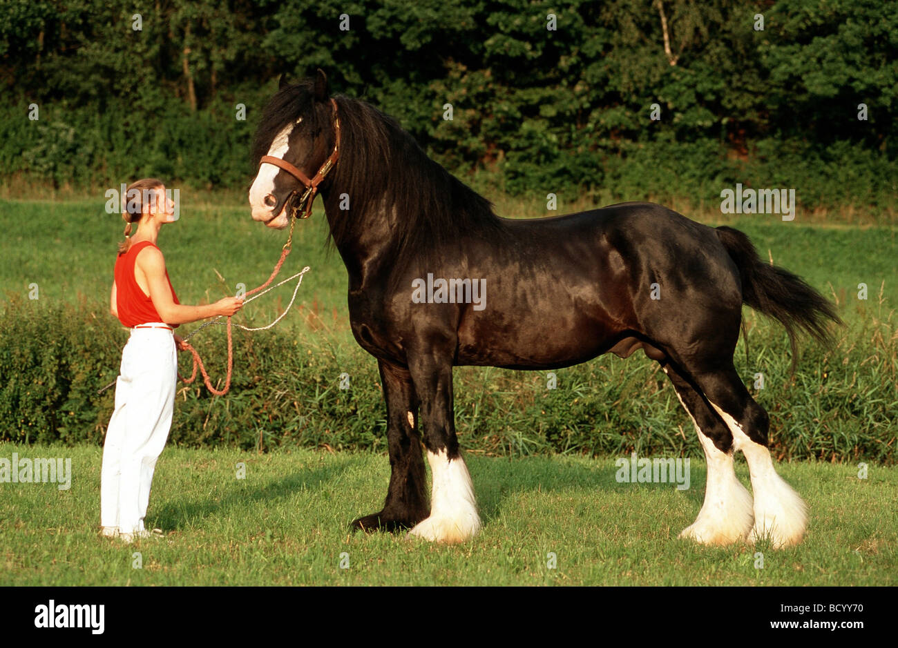 Proportions Shire Horse And Human Stock Photo Alamy