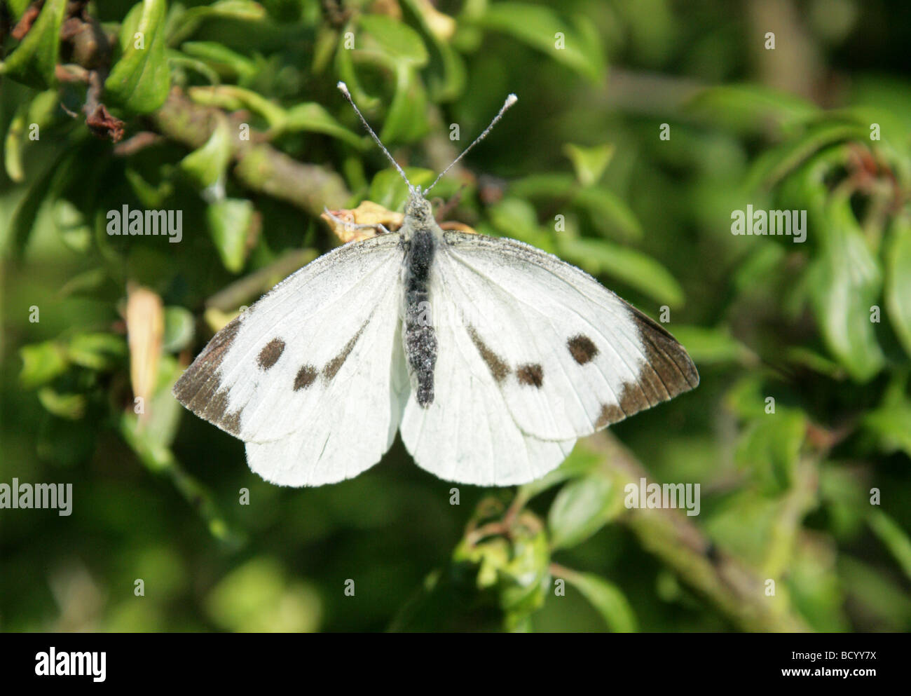 Large White Butterfly or Cabbage White Butterfly, Pieris brassicae, Pieridae, Lepidoptera. Female Stock Photo