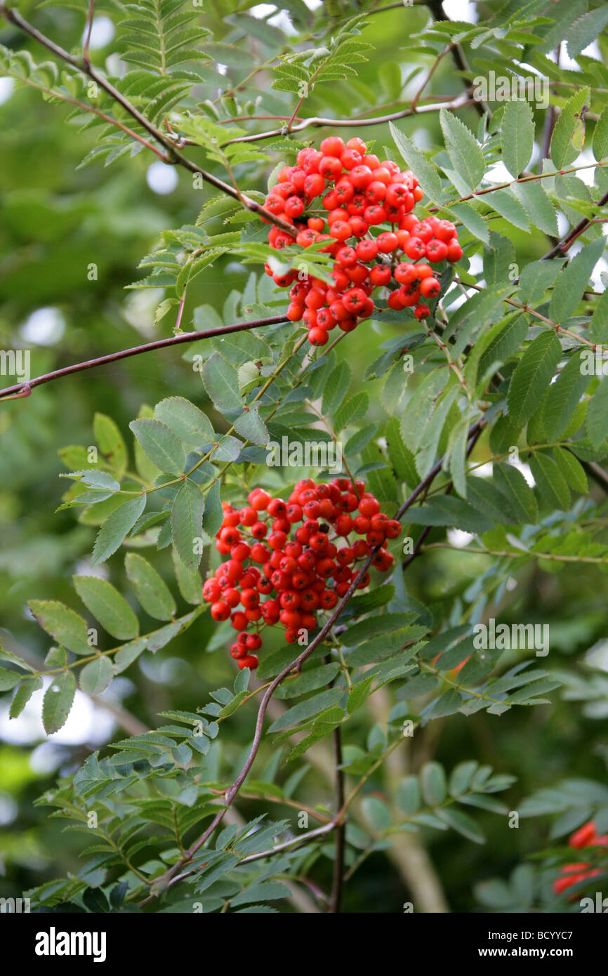 Rowan Tree or Mountain Ash Berries, Sorbus aucuparia, Rosaceae Stock Photo