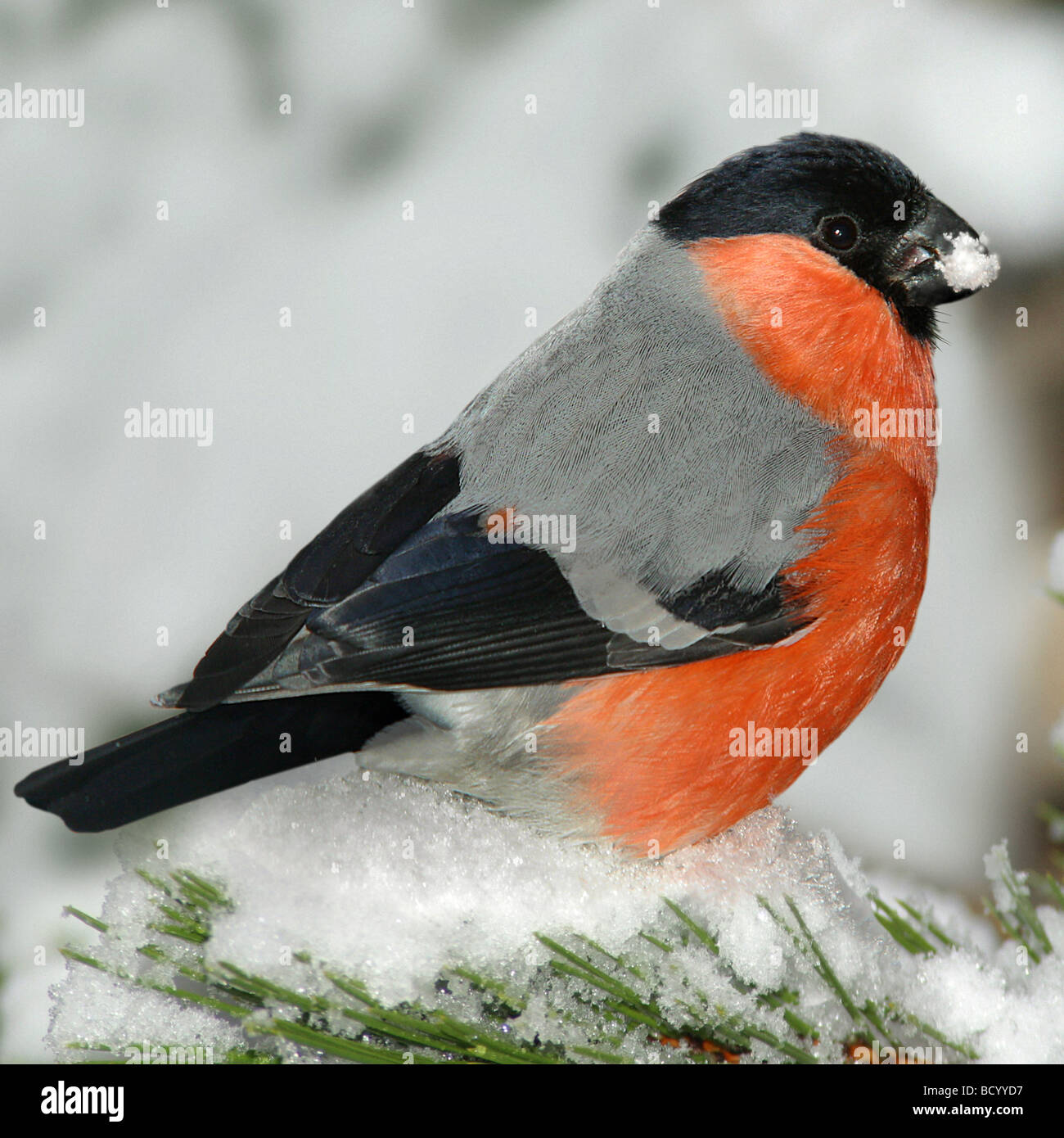 bullfinch , Eurasian bullfinch in snow / Pyrhula pyrrhula Stock Photo