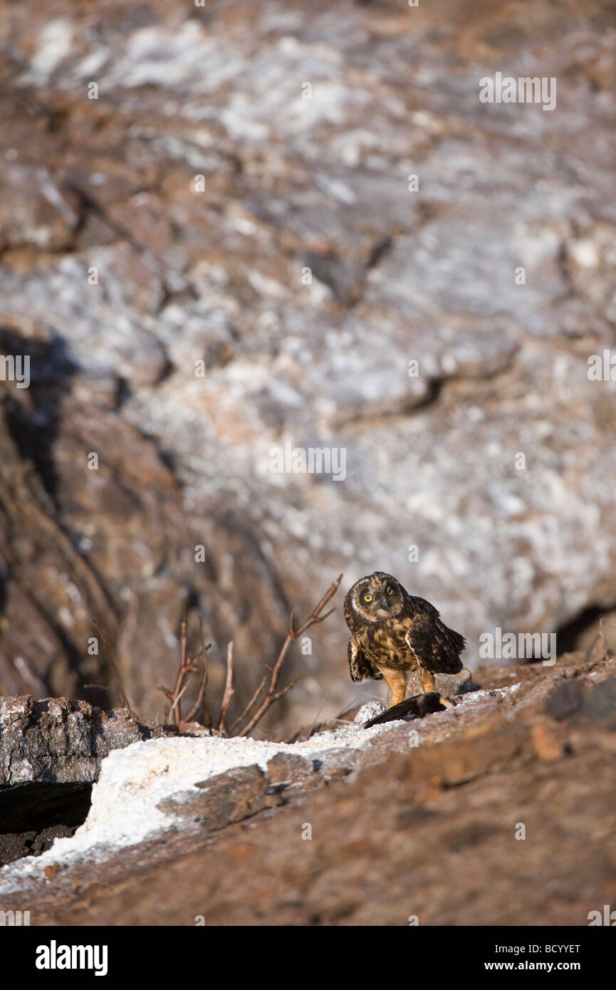 Short eared owl (Asio flammeus galapagoensis) with storm petrel (Oceanodroma tethys) El Barranco Tower/Genovesa Galapagos Stock Photo