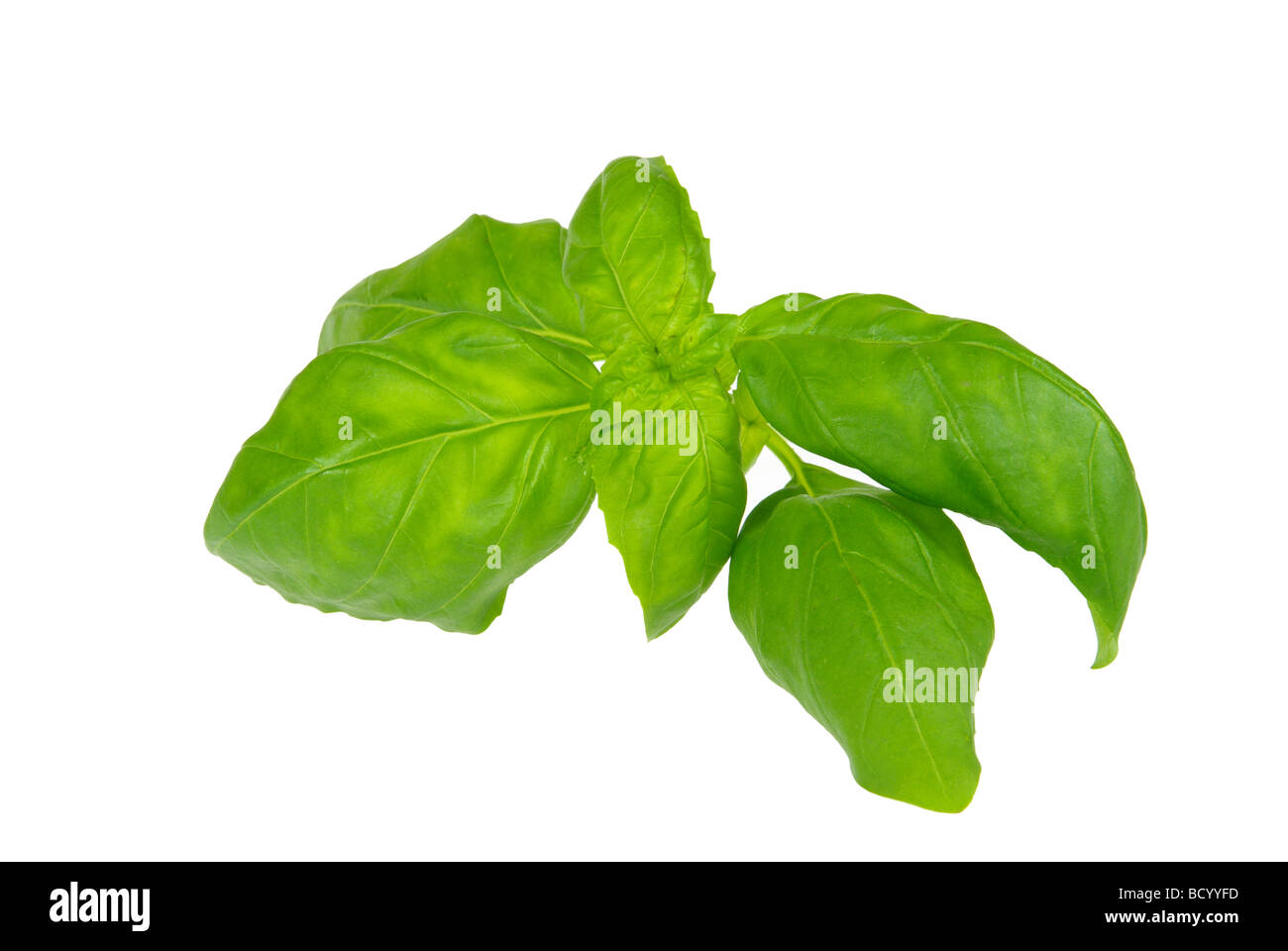 Basilikum basil 05 Stock Photo Alamy