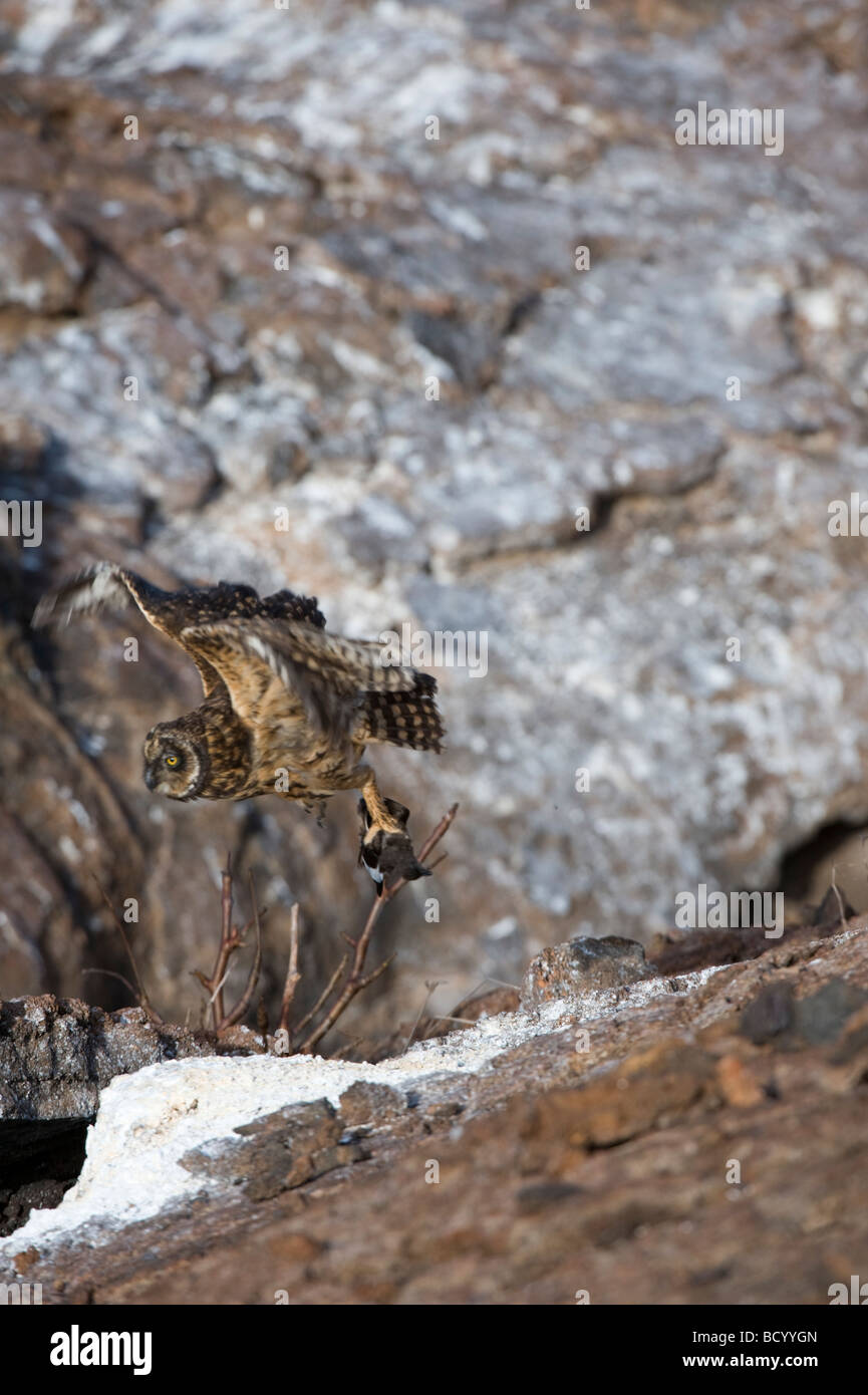 Short eared owl (Asio flammeus galapagoensis) with storm petrel (Oceanodroma tethys) El Barranco Tower/Genovesa Galapagos Stock Photo