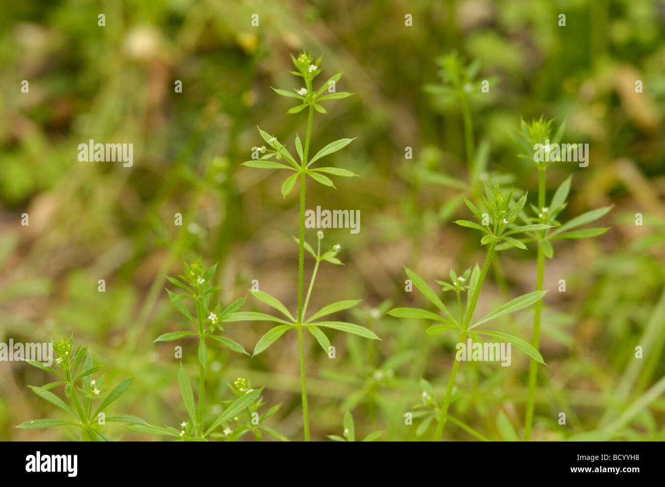 Cleavers (Goosegrass), galium aparine, wildflower, Fleet Valley