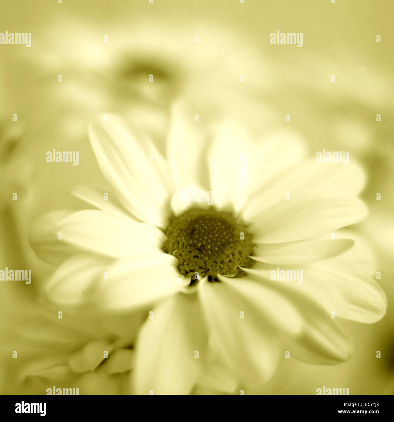 feminine chrysanthemum in duotone Jane Ann Butler Photography JABP318 Stock Photo