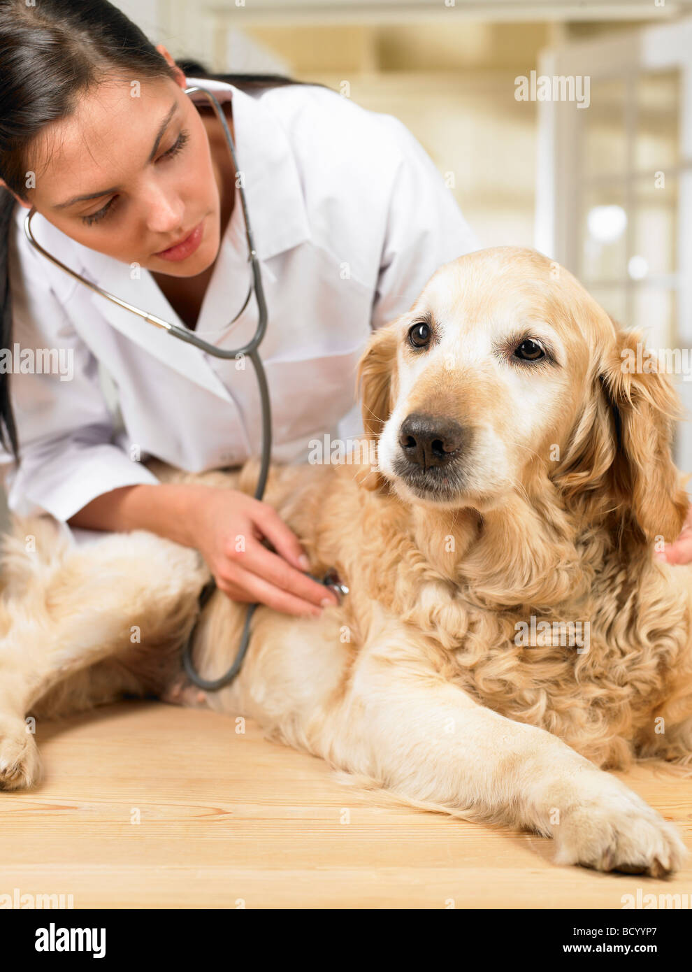 Veterinarian with dog Stock Photo Alamy